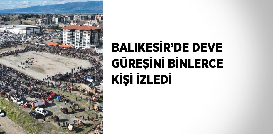 BALIKESİR’DE DEVE GÜREŞİNİ BİNLERCE KİŞİ İZLEDİ