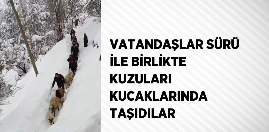 VATANDAŞLAR SÜRÜ İLE BİRLİKTE KUZULARI KUCAKLARINDA TAŞIDILAR