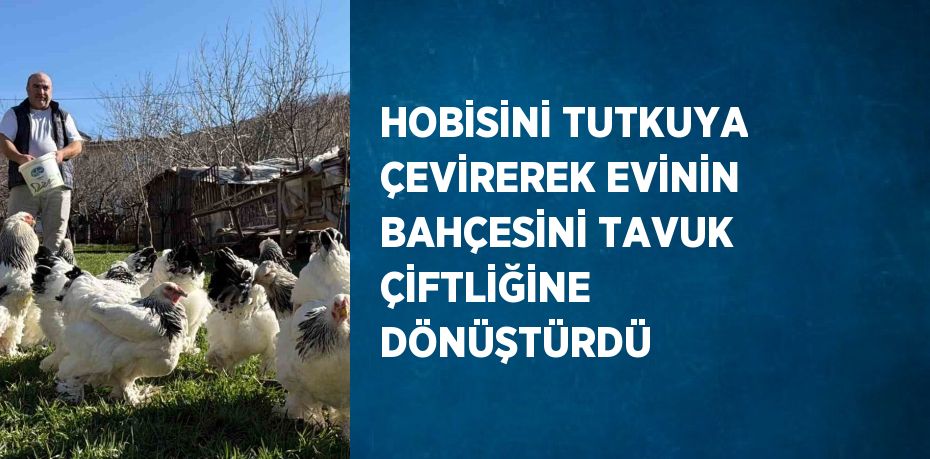 HOBİSİNİ TUTKUYA ÇEVİREREK EVİNİN BAHÇESİNİ TAVUK ÇİFTLİĞİNE DÖNÜŞTÜRDÜ