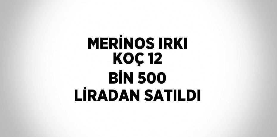 MERİNOS IRKI KOÇ 12 BİN 500 LİRADAN SATILDI