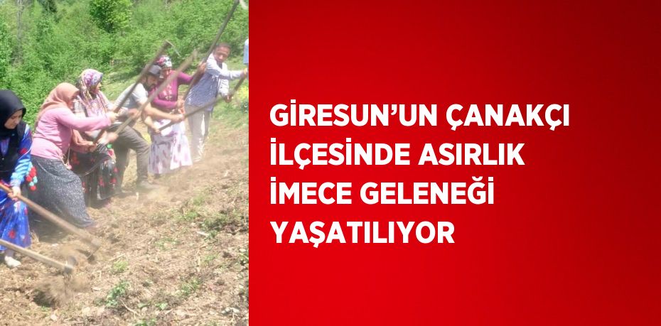 GİRESUN’UN ÇANAKÇI İLÇESİNDE ASIRLIK İMECE GELENEĞİ YAŞATILIYOR