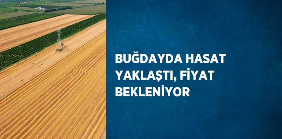 BUĞDAYDA HASAT YAKLAŞTI, FİYAT BEKLENİYOR