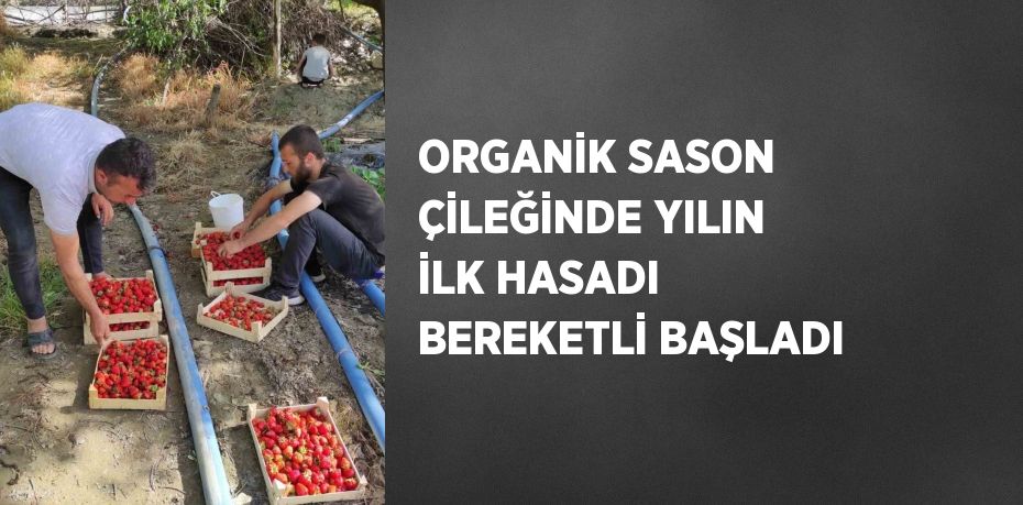 ORGANİK SASON ÇİLEĞİNDE YILIN İLK HASADI BEREKETLİ BAŞLADI