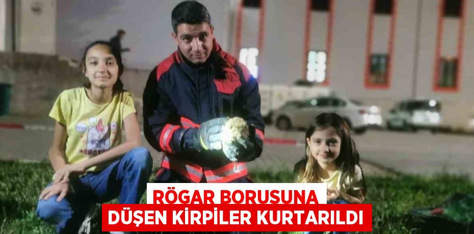 RÖGAR BORUSUNA DÜŞEN KİRPİLER KURTARILDI