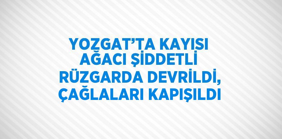 YOZGAT’TA KAYISI AĞACI ŞİDDETLİ RÜZGARDA DEVRİLDİ, ÇAĞLALARI KAPIŞILDI