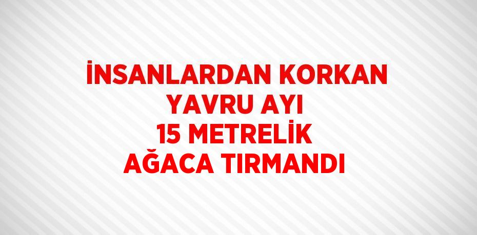 İNSANLARDAN KORKAN YAVRU AYI 15 METRELİK AĞACA TIRMANDI