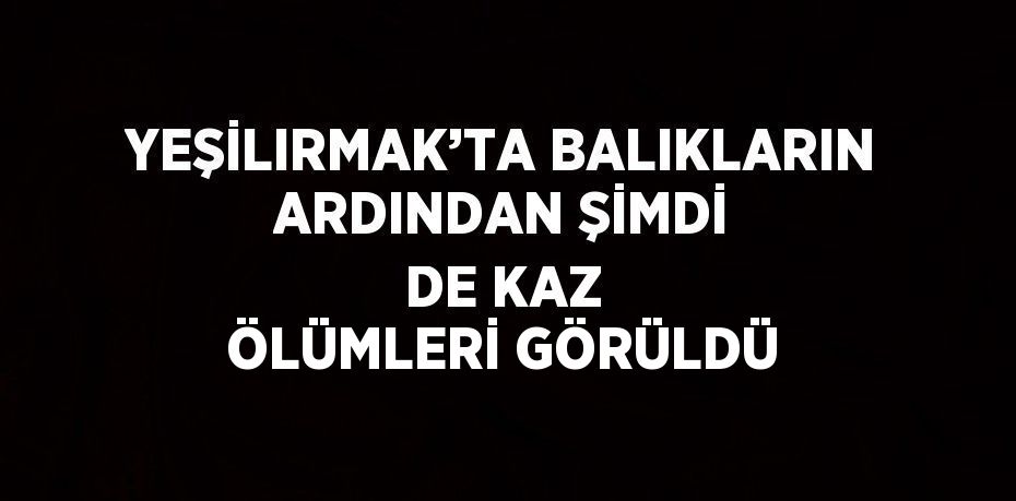 YEŞİLIRMAK’TA BALIKLARIN ARDINDAN ŞİMDİ DE KAZ ÖLÜMLERİ GÖRÜLDÜ