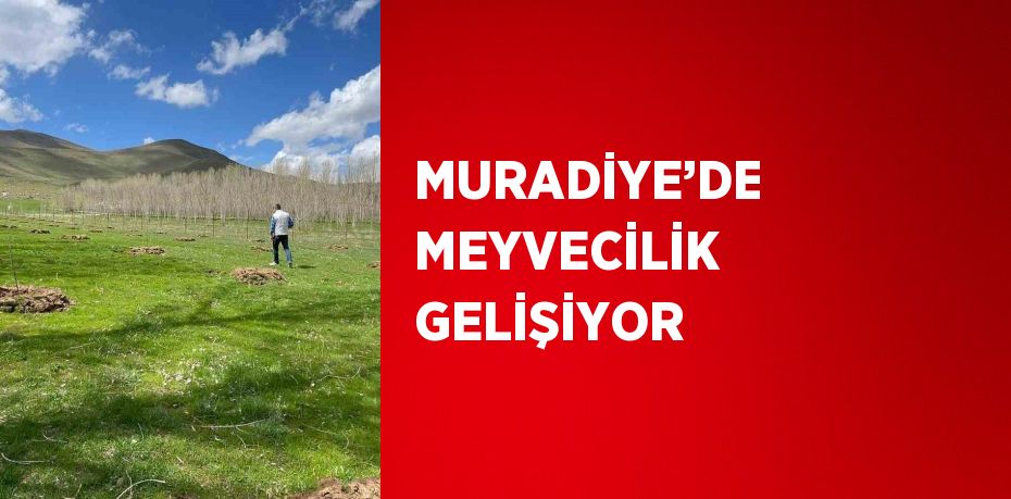 MURADİYE’DE MEYVECİLİK GELİŞİYOR