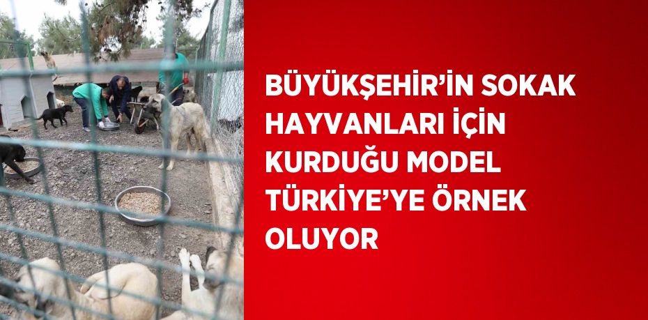 BÜYÜKŞEHİR’İN SOKAK HAYVANLARI İÇİN KURDUĞU MODEL TÜRKİYE’YE ÖRNEK OLUYOR