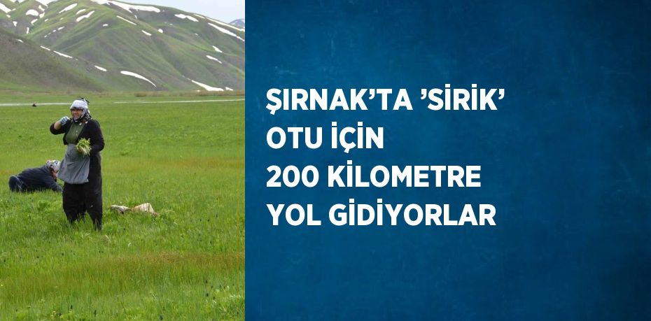 ŞIRNAK’TA ’SİRİK’ OTU İÇİN 200 KİLOMETRE YOL GİDİYORLAR