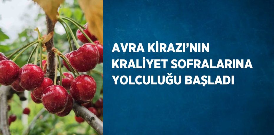 AVRA KİRAZI’NIN KRALİYET SOFRALARINA YOLCULUĞU BAŞLADI