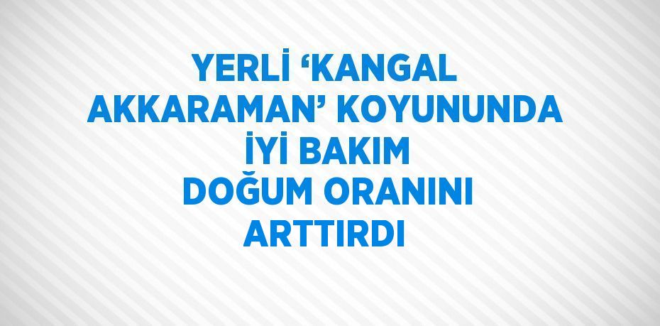 YERLİ ‘KANGAL AKKARAMAN’ KOYUNUNDA İYİ BAKIM DOĞUM ORANINI ARTTIRDI