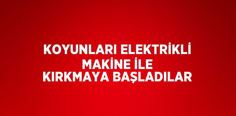 KOYUNLARI ELEKTRİKLİ MAKİNE İLE KIRKMAYA BAŞLADILAR