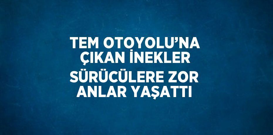 TEM OTOYOLU’NA ÇIKAN İNEKLER SÜRÜCÜLERE ZOR ANLAR YAŞATTI