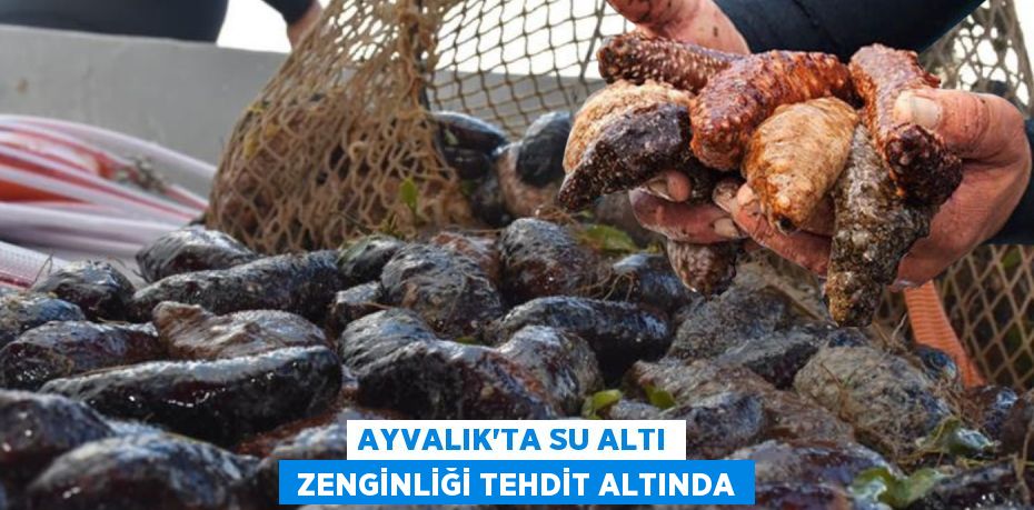 AYVALIK’TA SU ALTI  ZENGİNLİĞİ TEHDİT ALTINDA