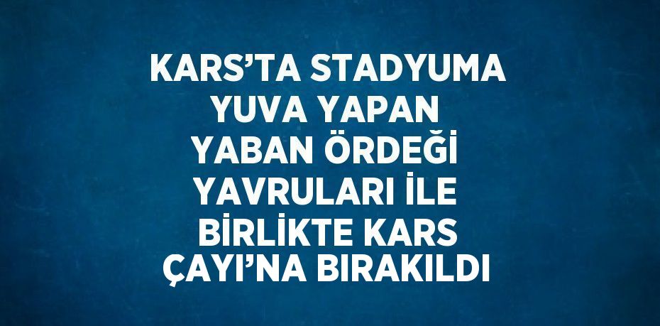 KARS’TA STADYUMA YUVA YAPAN YABAN ÖRDEĞİ YAVRULARI İLE BİRLİKTE KARS ÇAYI’NA BIRAKILDI