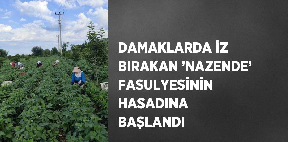DAMAKLARDA İZ BIRAKAN ’NAZENDE’ FASULYESİNİN HASADINA BAŞLANDI
