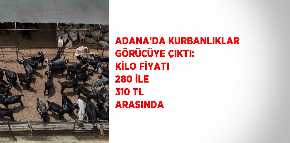 ADANA’DA KURBANLIKLAR GÖRÜCÜYE ÇIKTI: KİLO FİYATI 280 İLE 310 TL ARASINDA