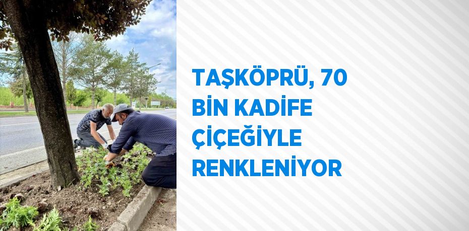 TAŞKÖPRÜ, 70 BİN KADİFE ÇİÇEĞİYLE RENKLENİYOR