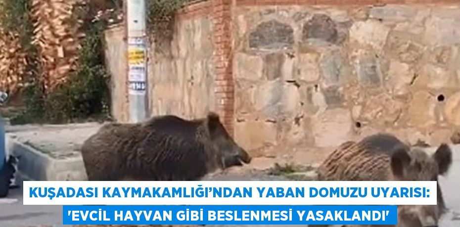 KUŞADASI KAYMAKAMLIĞI’NDAN YABAN DOMUZU UYARISI: 'EVCİL HAYVAN GİBİ BESLENMESİ YASAKLANDI'