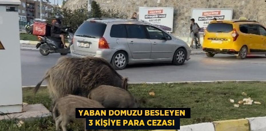 YABAN DOMUZU BESLEYEN 3 KİŞİYE PARA CEZASI