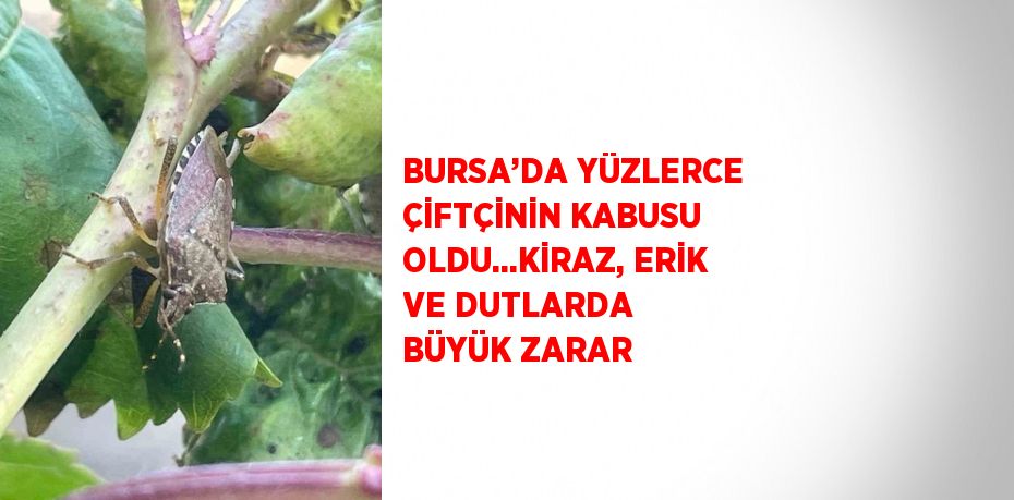 BURSA’DA YÜZLERCE ÇİFTÇİNİN KABUSU OLDU...KİRAZ, ERİK VE DUTLARDA BÜYÜK ZARAR
