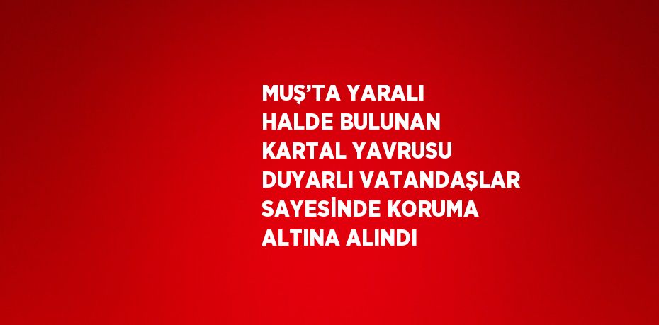 MUŞ’TA YARALI HALDE BULUNAN KARTAL YAVRUSU DUYARLI VATANDAŞLAR SAYESİNDE KORUMA ALTINA ALINDI