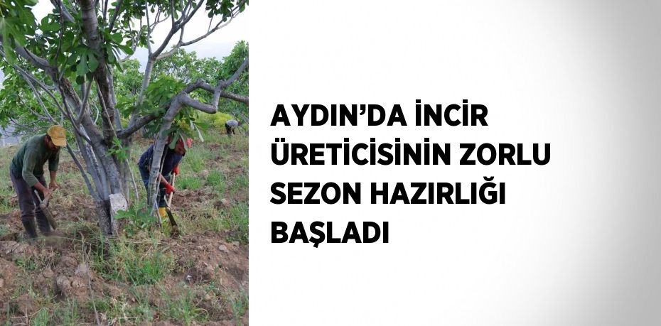 AYDIN’DA İNCİR ÜRETİCİSİNİN ZORLU SEZON HAZIRLIĞI BAŞLADI