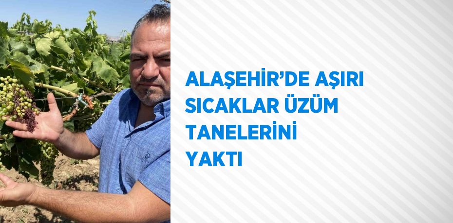 ALAŞEHİR’DE AŞIRI SICAKLAR ÜZÜM TANELERİNİ  YAKTI