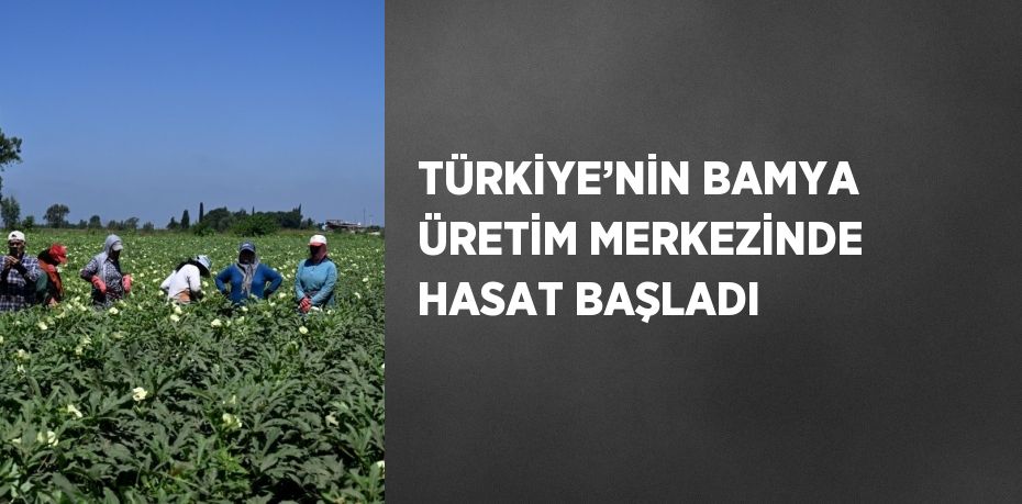 TÜRKİYE’NİN BAMYA ÜRETİM MERKEZİNDE HASAT BAŞLADI