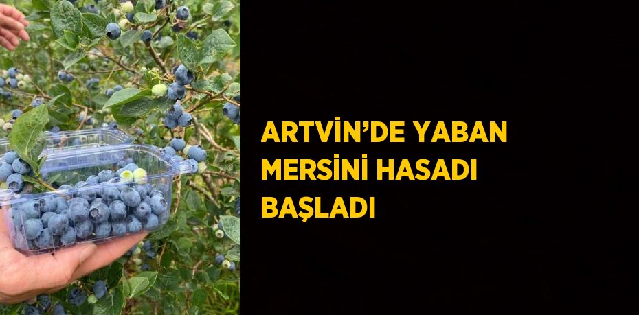 ARTVİN’DE YABAN MERSİNİ HASADI BAŞLADI