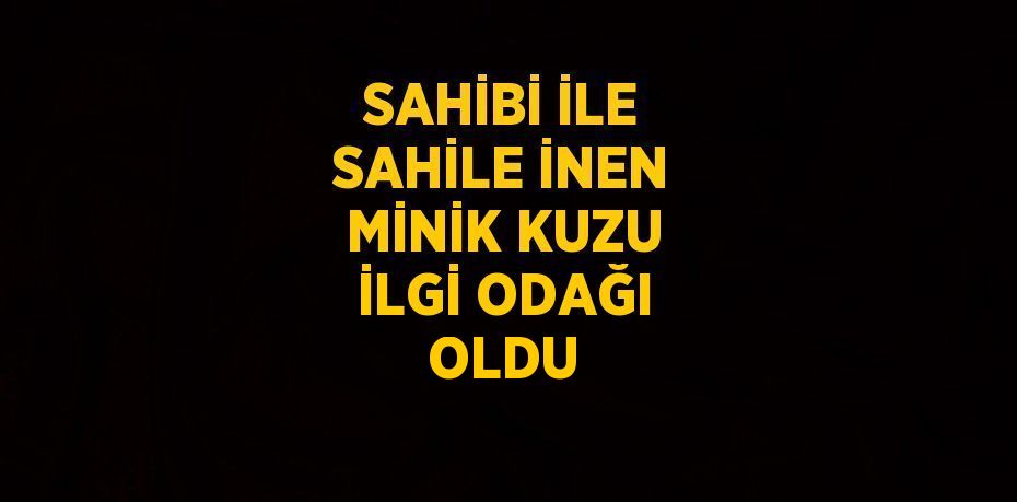 SAHİBİ İLE SAHİLE İNEN MİNİK KUZU İLGİ ODAĞI OLDU