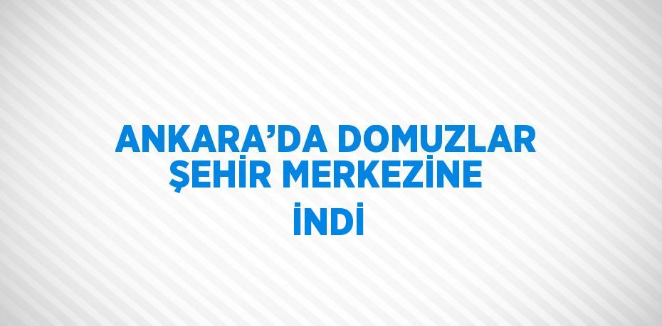 ANKARA’DA DOMUZLAR ŞEHİR MERKEZİNE İNDİ