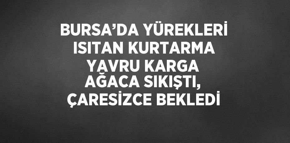BURSA’DA YÜREKLERİ ISITAN KURTARMA YAVRU KARGA AĞACA SIKIŞTI, ÇARESİZCE BEKLEDİ