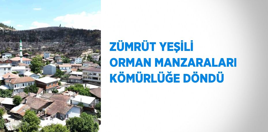 ZÜMRÜT YEŞİLİ ORMAN MANZARALARI KÖMÜRLÜĞE DÖNDÜ