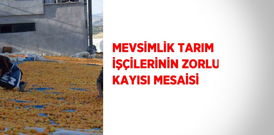 MEVSİMLİK TARIM İŞÇİLERİNİN ZORLU KAYISI MESAİSİ