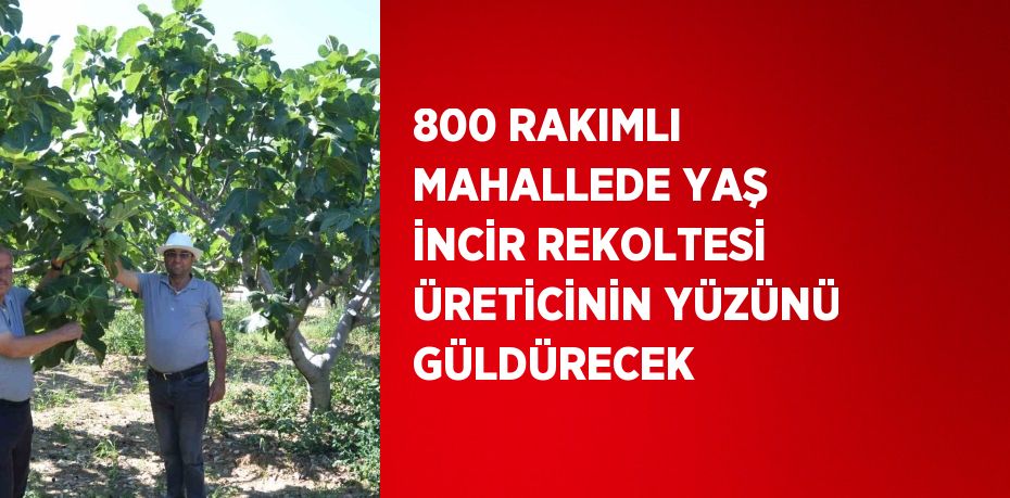 800 RAKIMLI MAHALLEDE YAŞ İNCİR REKOLTESİ ÜRETİCİNİN YÜZÜNÜ GÜLDÜRECEK