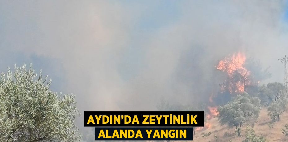 AYDIN’DA ZEYTİNLİK ALANDA YANGIN