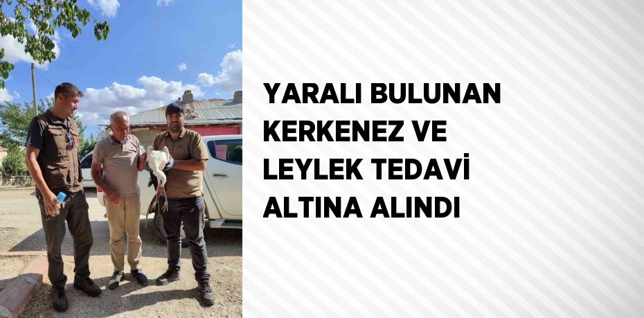 YARALI BULUNAN KERKENEZ VE LEYLEK TEDAVİ ALTINA ALINDI