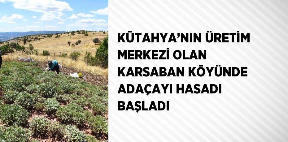 KÜTAHYA’NIN ÜRETİM MERKEZİ OLAN KARSABAN KÖYÜNDE ADAÇAYI HASADI BAŞLADI