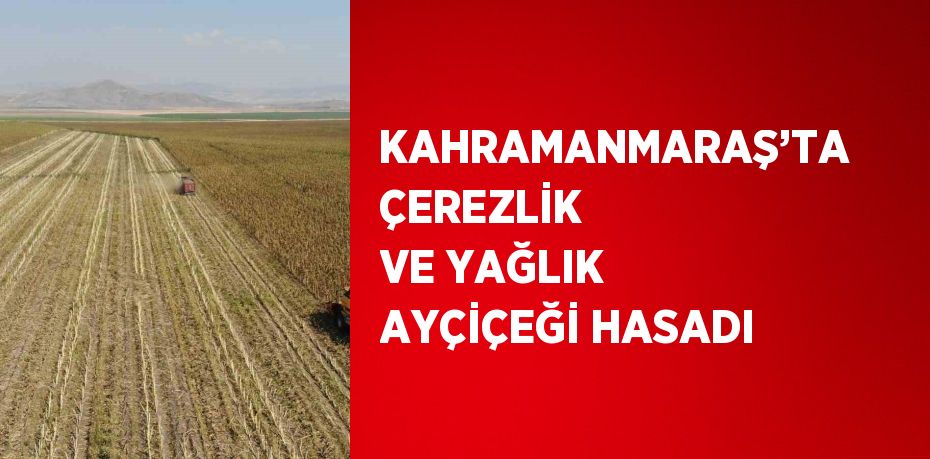 KAHRAMANMARAŞ’TA ÇEREZLİK VE YAĞLIK AYÇİÇEĞİ HASADI