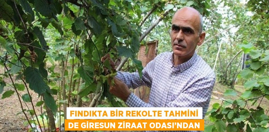 FINDIKTA BİR REKOLTE TAHMİNİ DE GİRESUN ZİRAAT ODASI’NDAN