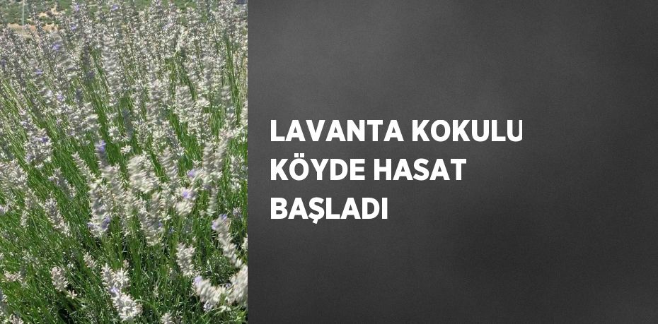 LAVANTA KOKULU KÖYDE HASAT BAŞLADI