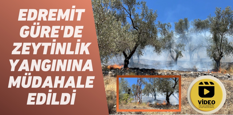 EDREMİT GÜRE'DE ZEYTİNLİK YANGININA MÜDAHALE EDİLDİ