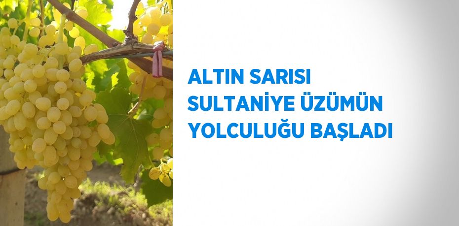 ALTIN SARISI SULTANİYE ÜZÜMÜN YOLCULUĞU BAŞLADI