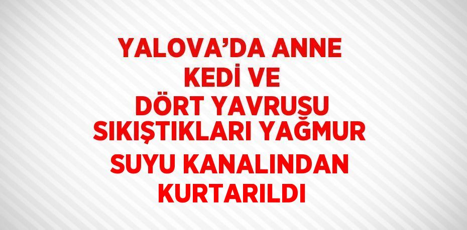 YALOVA’DA ANNE KEDİ VE DÖRT YAVRUSU SIKIŞTIKLARI YAĞMUR SUYU KANALINDAN KURTARILDI