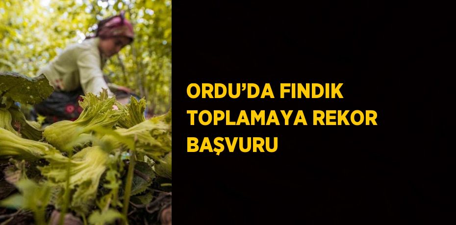 ORDU’DA FINDIK TOPLAMAYA REKOR BAŞVURU