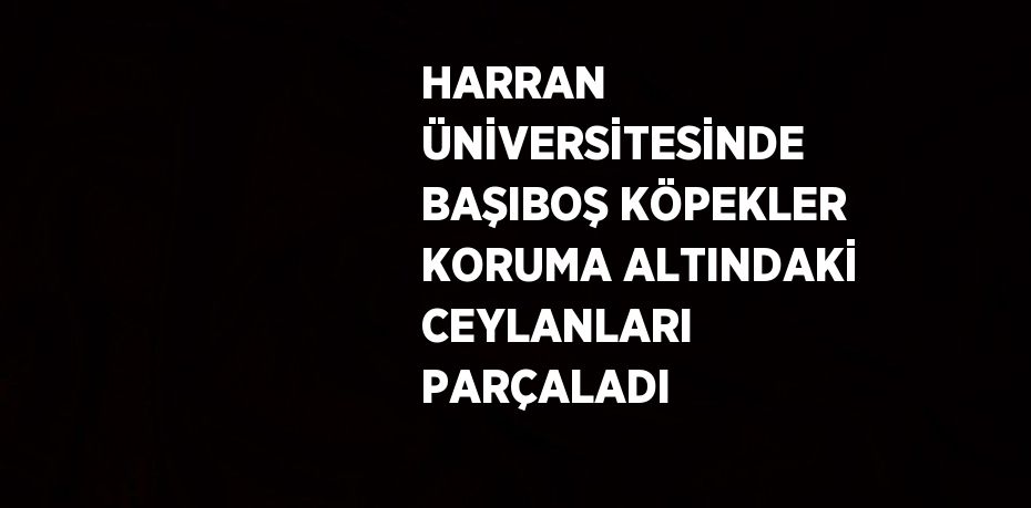 HARRAN ÜNİVERSİTESİNDE BAŞIBOŞ KÖPEKLER KORUMA ALTINDAKİ CEYLANLARI PARÇALADI