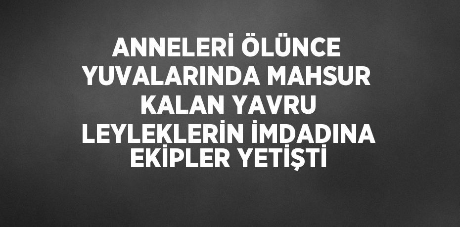 ANNELERİ ÖLÜNCE YUVALARINDA MAHSUR KALAN YAVRU LEYLEKLERİN İMDADINA EKİPLER YETİŞTİ