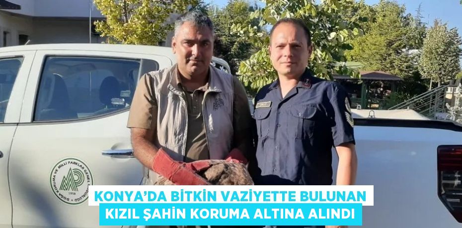 KONYA’DA BİTKİN VAZİYETTE BULUNAN KIZIL ŞAHİN KORUMA ALTINA ALINDI